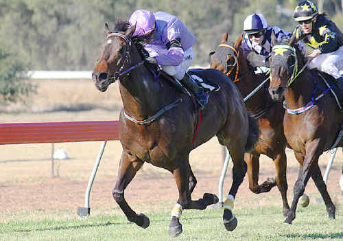 WINNING FORM: Stoutfast made it six home track wins when he took out 1300 Open Handicap at Pioneer Park last Saturday. cg-170710-8009 WINNING FORM: Stoutfast made it six home track wins when he took out 1300 Open Handicap at Pioneer Park last Saturday. cg-170710-8009