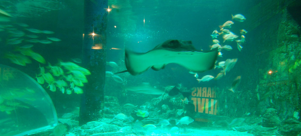 You can purchase an annual pass to UnderWater World for only $50 per person or $150 for a family annual pass (two adults and two children). You can purchase an annual pass to UnderWater World for only $50 per person or $150 for a family annual pass (two adults and two children).