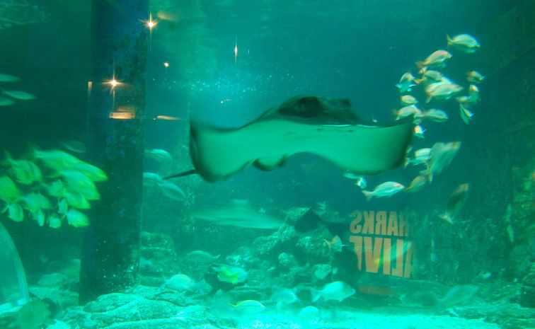 You can purchase an annual pass to UnderWater World for only $50 per person or $150 for a family annual pass (two adults and two children). You can purchase an annual pass to UnderWater World for only $50 per person or $150 for a family annual pass (two adults and two children).