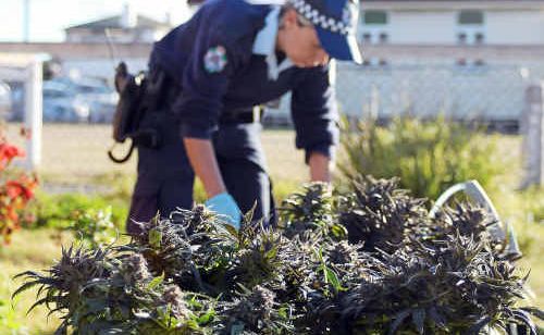 Warwick police count the cannabis crops. Warwick police count the cannabis crops.