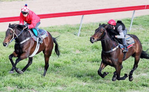 Sing Donna Sing (left), ridden by Masayuki Abe, wins a jump-out at Allman Park on Saturday. Sing Donna Sing (left), ridden by Masayuki Abe, wins a jump-out at Allman Park on Saturday.