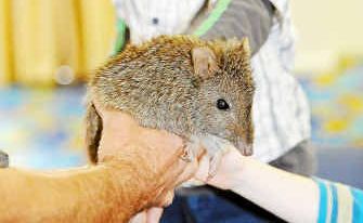Martin Fingland from Geckoes Wildlife introduces an endangered Potoroo to Hamish Haase. Martin Fingland from Geckoes Wildlife introduces an endangered Potoroo to Hamish Haase.