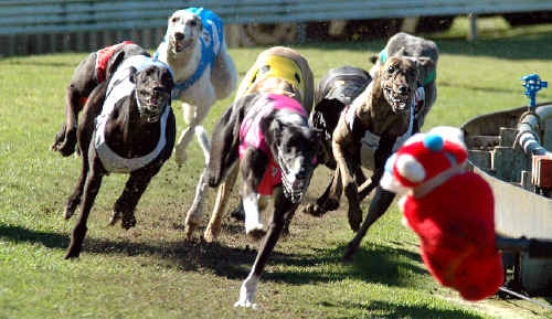 Nice Product leads the pack at Casino last Friday. Nice Product leads the pack at Casino last Friday.