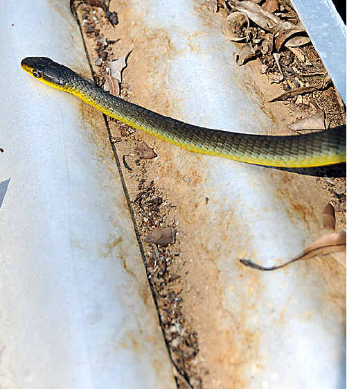 This snake chased Gympie Muster workers out of a tank they were cleaning on the site. This snake chased Gympie Muster workers out of a tank they were cleaning on the site.