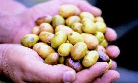 Olives are a super food. Olives are a super food.