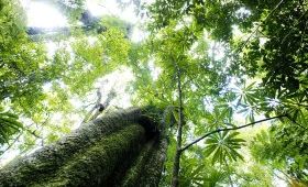 ForestWorks' chief executive Michael Hartman said it was important to ensure non-mining industries such as timber and manufacturing were not ignored. ForestWorks' chief executive Michael Hartman said it was important to ensure non-mining industries such as timber and manufacturing were not ignored.