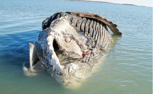 Local fishermen found the humpback yesterday morning. Local fishermen found the humpback yesterday morning.