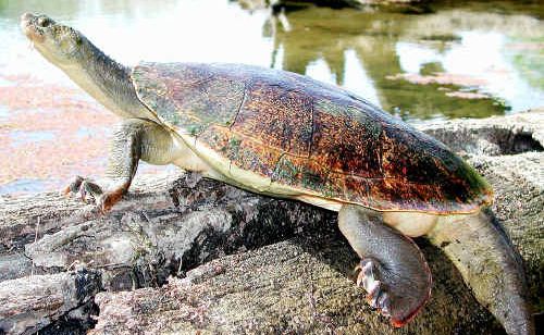The Mary River Turtle will be studied by Mariana Campbell, a PhD student from the University of Queensland. The Mary River Turtle will be studied by Mariana Campbell, a PhD student from the University of Queensland.