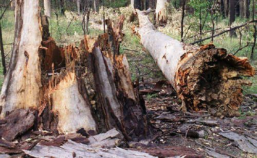 Conservationists fear previously restricted areas will be opened up for logging if it ‘maintains or improves’ ecological outcomes under the State Government’s new Ecological Harvesting Plans. Conservationists fear previously restricted areas will be opened up for logging if it ‘maintains or improves’ ecological outcomes under the State Government’s new Ecological Harvesting Plans.