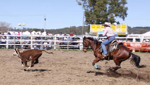 Eumont Everson in the calf roping at the Imbil Show. Eumont Everson in the calf roping at the Imbil Show.