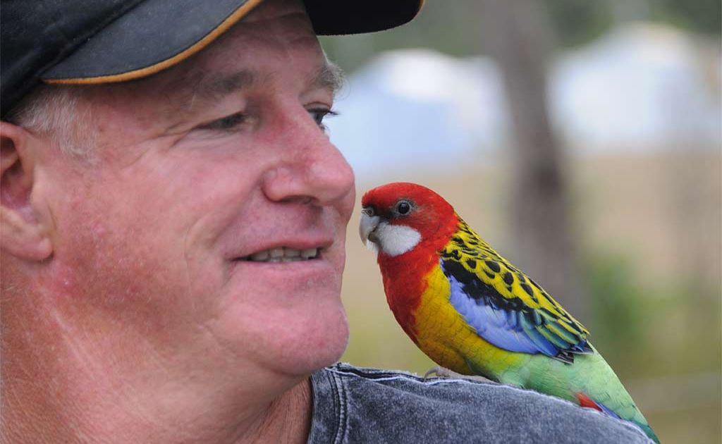 Sammy the multi-talented Rosella was whistling the blues at the Gympie Muster with owner Jimmy Traplin. Sammy the multi-talented Rosella was whistling the blues at the Gympie Muster with owner Jimmy Traplin.