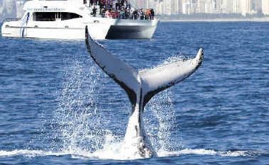 No way: Tweed whale-watching businesses say the idea of a levy on them to pay whaling nations to stop would not work. No way: Tweed whale-watching businesses say the idea of a levy on them to pay whaling nations to stop would not work.