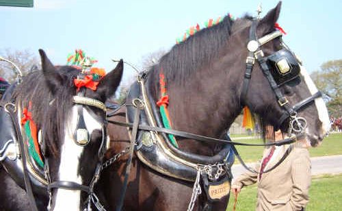 The Heavy Horse and Harness Day on Saturday celebrates these hard-working animals. The Heavy Horse and Harness Day on Saturday celebrates these hard-working animals.