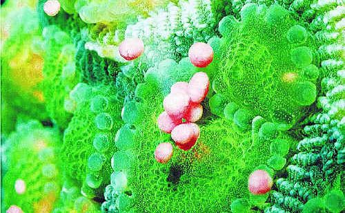The 85th annual Australian Coral Reef Society Conference is on in Coffs Harbour this weekend. The 85th annual Australian Coral Reef Society Conference is on in Coffs Harbour this weekend.