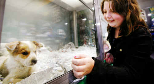 Taliah Walker, 10, of Rosewood would loves to look at the puppies on display at Pets Paradise in Riverlink. Taliah Walker, 10, of Rosewood would loves to look at the puppies on display at Pets Paradise in Riverlink.