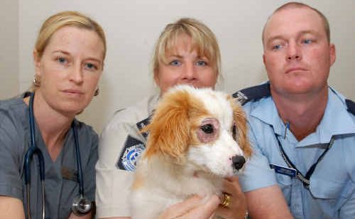 Better Vets’ Holly Goldring, left, RSPCA Mackay regional inspector Selina Neill and Northern Beaches police officer Constable Chris O’Keefe with the dog, which is recovering after its eyes were glued shut. Better Vets’ Holly Goldring, left, RSPCA Mackay regional inspector Selina Neill and Northern Beaches police officer Constable Chris O’Keefe with the dog, which is recovering after its eyes were glued shut.