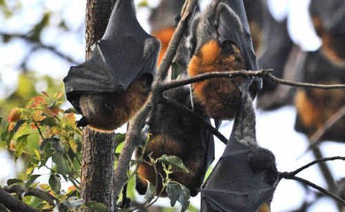 Bats at Maclean High School. Bats at Maclean High School.