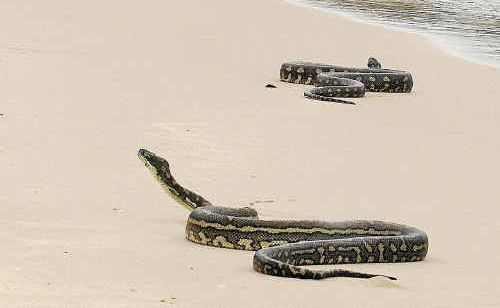 Two coastal carpet pythons put on a fascinating display on the water’s edge at Yamba’s Whiting Beach. Two coastal carpet pythons put on a fascinating display on the water’s edge at Yamba’s Whiting Beach.