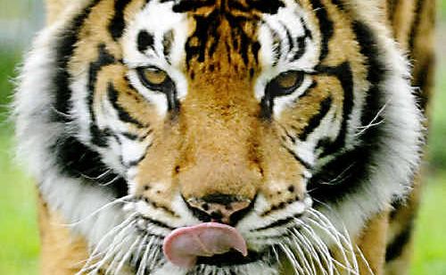 Shamana, the Darling Downs Zoo’s new tiger, prowls around her enclosure yesterday. Shamana, the Darling Downs Zoo’s new tiger, prowls around her enclosure yesterday.