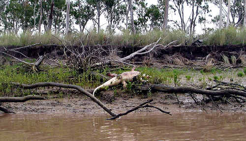 Authorities are investigating the cause of death of this four-metre crocodile. Authorities are investigating the cause of death of this four-metre crocodile.