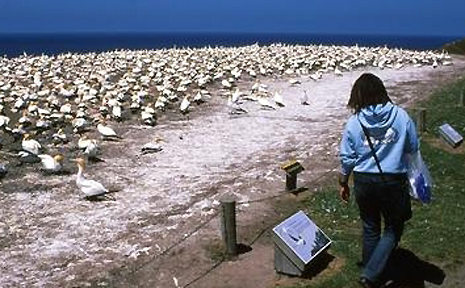 Hawkes Bay, Cape Kidnappers Gannet Reserve is a major tourist drawcard. Hawkes Bay, Cape Kidnappers Gannet Reserve is a major tourist drawcard.