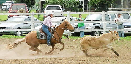 CAMPDRAFT ACTION: Amanda McArthur in action during the Mary Valley Campdraft at the weekend. CAMPDRAFT ACTION: Amanda McArthur in action during the Mary Valley Campdraft at the weekend.