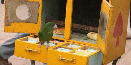 The fortune-telling budgie. The fortune-telling budgie.