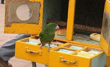 The fortune-telling budgie. The fortune-telling budgie.