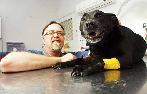 Ticks Taking Toll On Pets Queensland Times