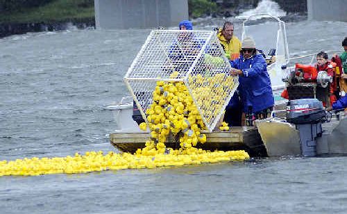 It was ducks away on Sunday at the 18th great duck race held at Missingham Bridge North Creek. It was ducks away on Sunday at the 18th great duck race held at Missingham Bridge North Creek.