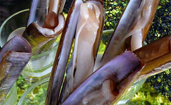 Razor clams are a local specialty in Galicia, Spain. Razor clams are a local specialty in Galicia, Spain.