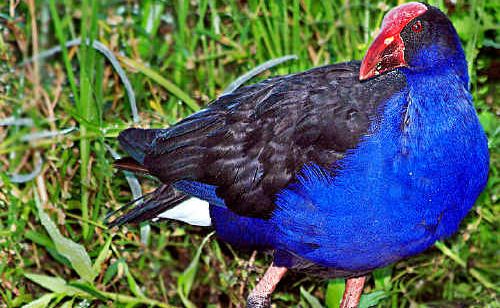 The purple swamphen can be spotted in ponds at parks on the Fraser Coast. The purple swamphen can be spotted in ponds at parks on the Fraser Coast.