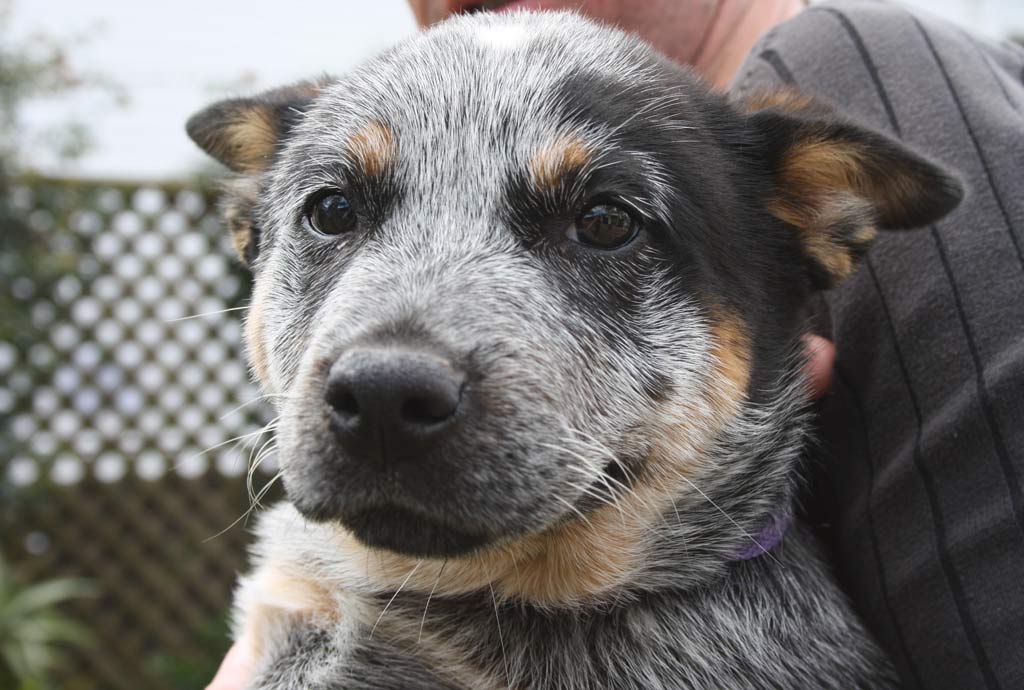 These are some of the animals waiting to be adopted from the Toowoomba RSPCA shelter in Vanity Street. To adopt an animal call 4634 1304 or visit the shelter. Quote the animal ID when inquiring.