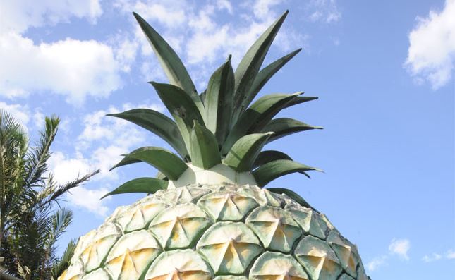 The Big Pineapple on the Sunshine Coast. The Big Pineapple on the Sunshine Coast.