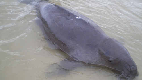 Dugongs, such as this one photographed for Australia Zoo after being successfully rescued and released, are facing extinction as a result of the combined threats of intensive coastal development and illegal hunting, according to state opposition Sustainability spokesperson Glen Elmes. Dugongs, such as this one photographed for Australia Zoo after being successfully rescued and released, are facing extinction as a result of the combined threats of intensive coastal development and illegal hunting, according to state opposition Sustainability spokesperson Glen Elmes.