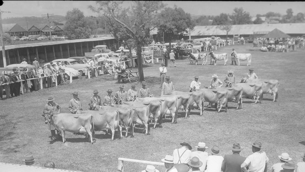 Dairy cattle line up for judging in the arena. Dairy cattle line up for judging in the arena.