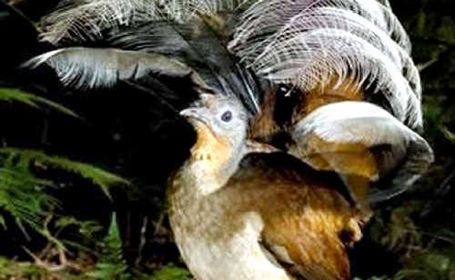 The Albert's Lyrebird The Albert's Lyrebird