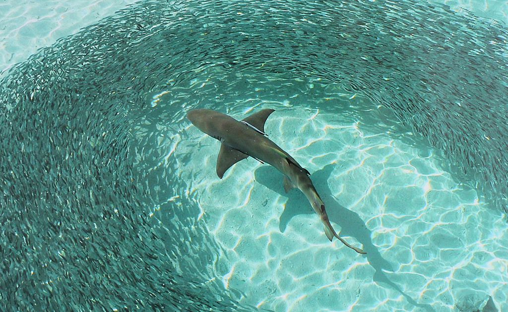 Taken by Michael Woltschenko from a jetty on Heron Island, the image was selected as the best among the 180 entries in the competition. Taken by Michael Woltschenko from a jetty on Heron Island, the image was selected as the best among the 180 entries in the competition.