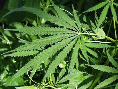 <strong>OPINION: </strong>Is this the start of the legalisation of cannabis in Australia? An inquiry has recommended allowing its use for medicinal purposes.