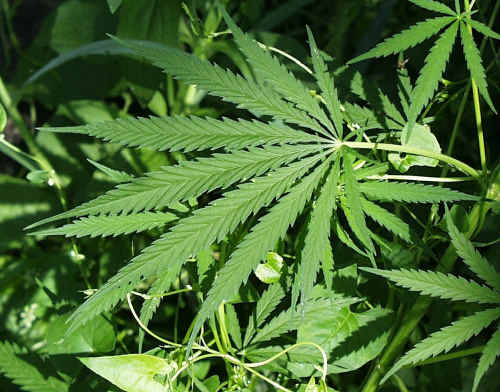 Police found about half a billion dollars' worth of harvested cannabis and growing plants at a remote property in the Warroo district. Police found about half a billion dollars' worth of harvested cannabis and growing plants at a remote property in the Warroo district.