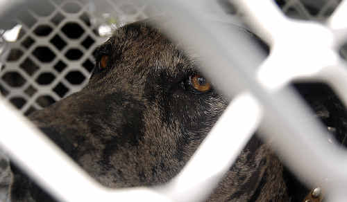 The fate of Molly the dog, accused of killing sheep at Glendyne earlier this year, is still unknown following a hearing this week. The fate of Molly the dog, accused of killing sheep at Glendyne earlier this year, is still unknown following a hearing this week.