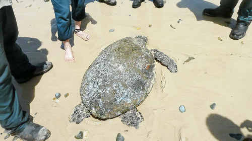 Epic journey: The hawksbill turtle found on a Brooms Head beach. Epic journey: The hawksbill turtle found on a Brooms Head beach.