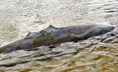 Iluka woman Sarah Moerman took this photo of the mutilated two-metre bull shark she found while walking on the banks of the Clarence River near a popular beach. The shark was left to die an horrific death after having all its fins hacked off. Iluka woman Sarah Moerman took this photo of the mutilated two-metre bull shark she found while walking on the banks of the Clarence River near a popular beach. The shark was left to die an horrific death after having all its fins hacked off.