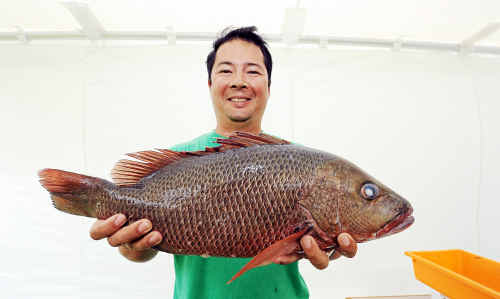 Steve Cheng weighing in a beaut 2.4kg Mangrove Jack at the ATW fishing competition. Steve Cheng weighing in a beaut 2.4kg Mangrove Jack at the ATW fishing competition.