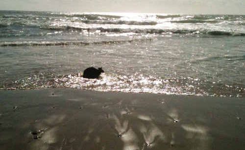The injured wallaby lies in the surf after being attacked by a dog on Sharps Beach at Ballina on Monday morning. The animal couldn’t be saved and was euthanised by police on the advice of wildlife carers. The injured wallaby lies in the surf after being attacked by a dog on Sharps Beach at Ballina on Monday morning. The animal couldn’t be saved and was euthanised by police on the advice of wildlife carers.