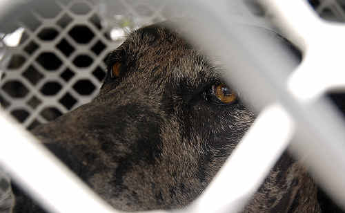 Great Dane Molly will be euthanised following an attack on Glendyne sheep. But owner Frances Gala (pictured above right) will fight the decision. Photo: NAT BROMHEAD 10h587b Great Dane Molly will be euthanised following an attack on Glendyne sheep. But owner Frances Gala (pictured above right) will fight the decision. Photo: NAT BROMHEAD 10h587b