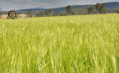 Barley could benefit from the new FTA with China. Barley could benefit from the new FTA with China.