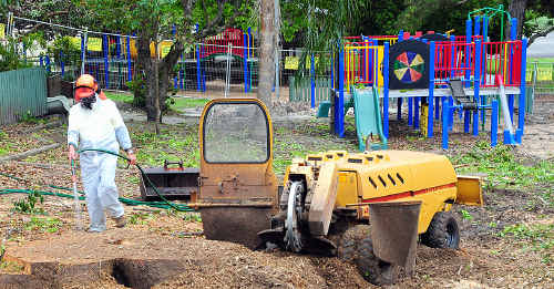 Camphor Laurel trees are cut down at Tewantin State School. Camphor Laurel trees are cut down at Tewantin State School.