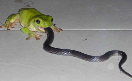 A David vs Goliath battle in the animal world. A David vs Goliath battle in the animal world.