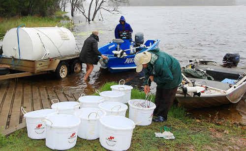 Final preparations for the release of 80,000 bass fingerlings on Saturday. Final preparations for the release of 80,000 bass fingerlings on Saturday.